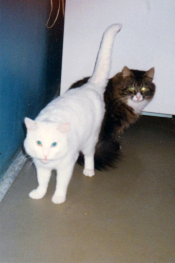 Братья Котовские