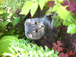 Александр Долженко