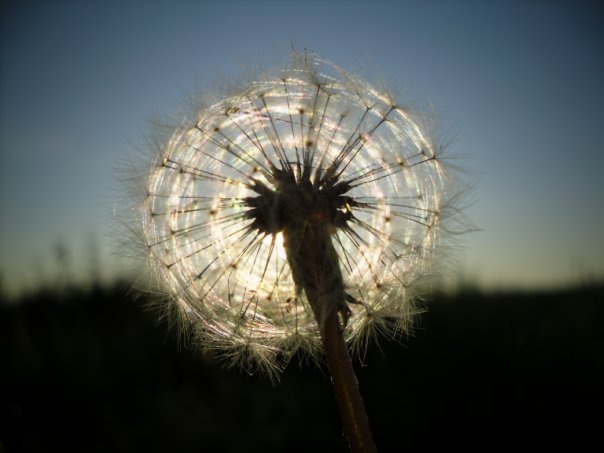 Николаева Алёна