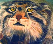 Cat Irving Steevens