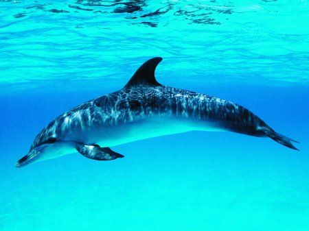 Юлия Катран