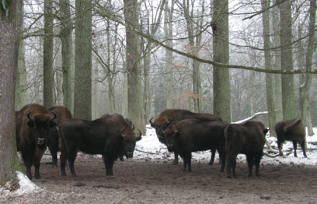 Беларуски Куток