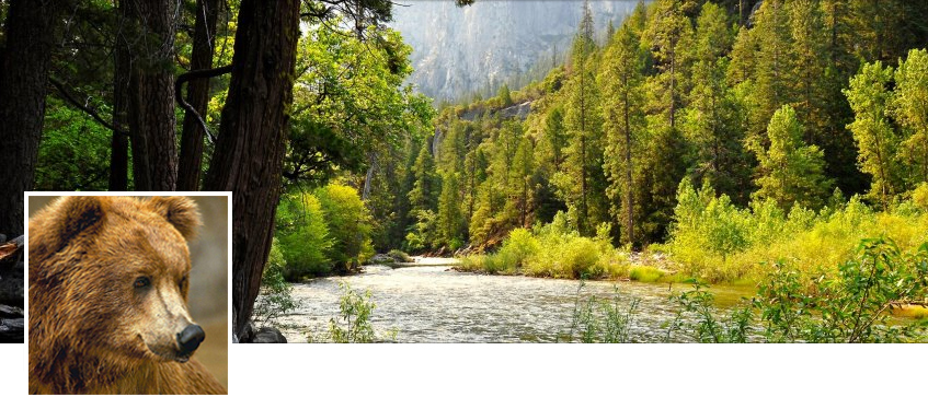 Медведъ Лесной