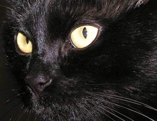 Петров Александр Брахман