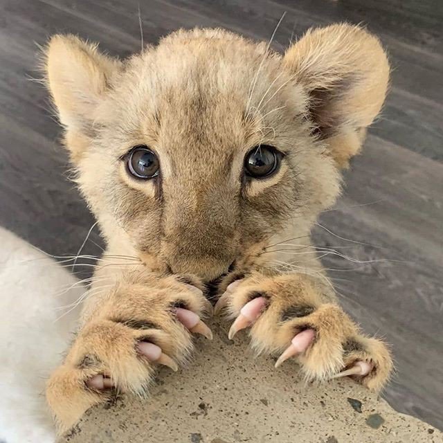 ������ �����