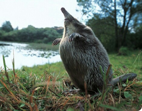 Ласковый-Зверь