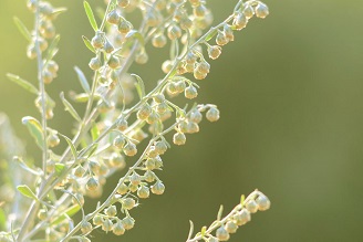 Инна Добромилова