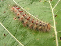 Елена Яковлева