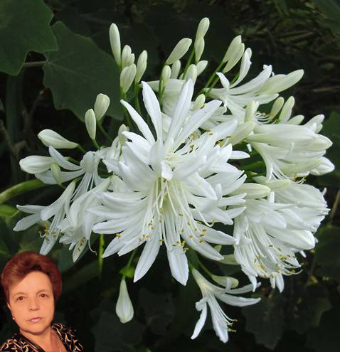 Абелия