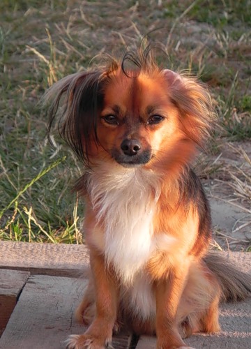 Лана Сашина