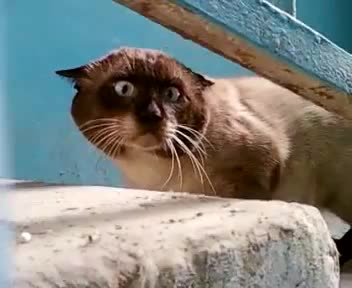 Гело Своктявк