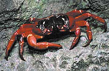 Георгий Граев