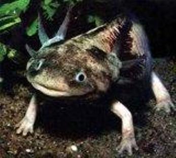 Варвара Рубина