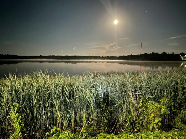 Арина Новгородская