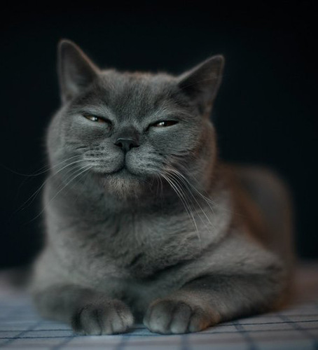 Нися Нисина