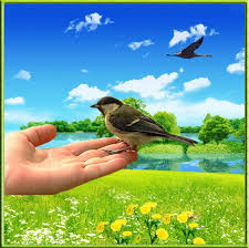 Книга Веденеева