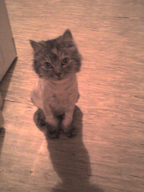 Жорж Декосье