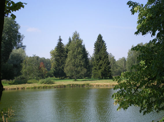 Светлая Зеленая Кошка