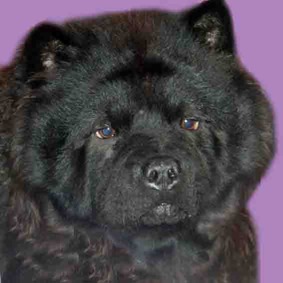 Удонтий Мишия