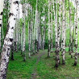 Александр Кручинин