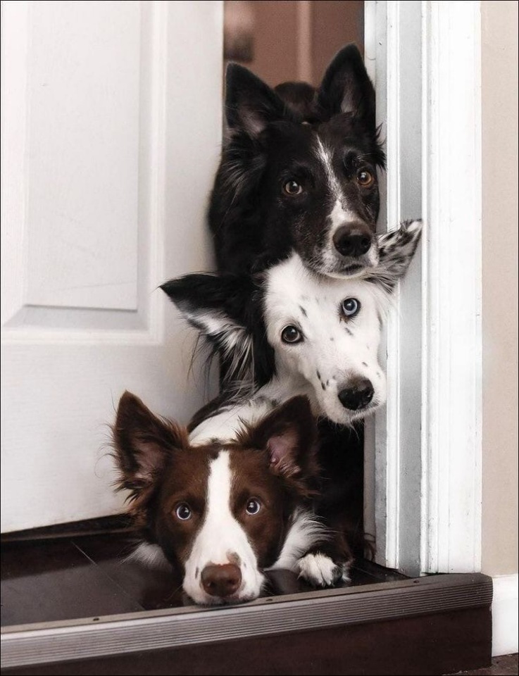 Мастерская Сценариста