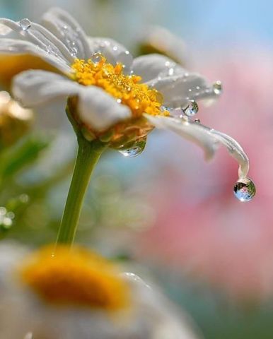 Ирина Невская