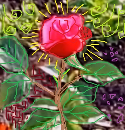 Роза Рассветная