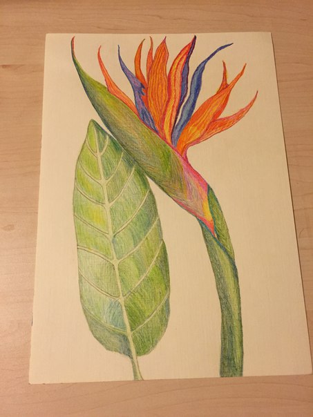 Надежда Нестерова