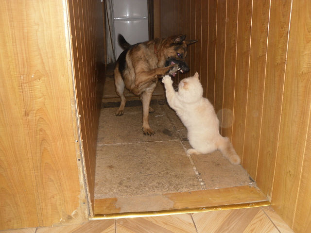 Ольга Меликян