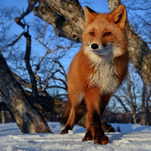 Дефибриллятор