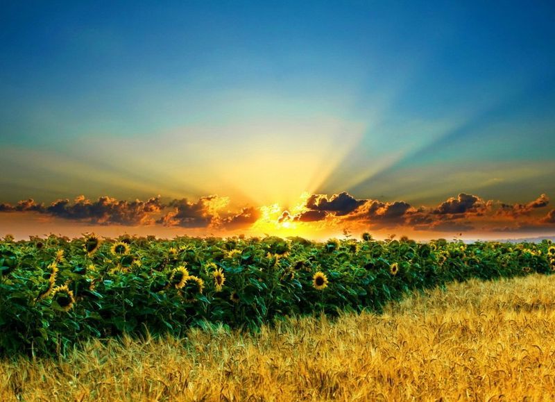 Психология Мышления