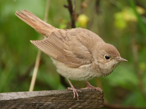 Русская Американка