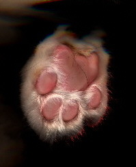 Redmadcat