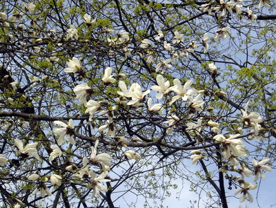 Мария Ярова