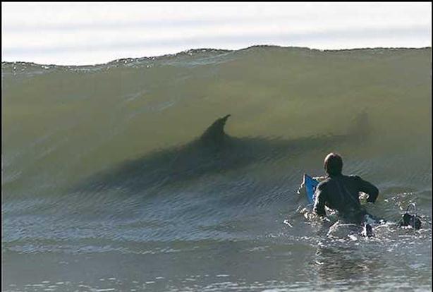 Румяный Критик