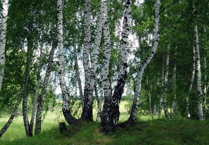 Неразгаданная Сказка