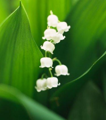 Вениамин Вопросов