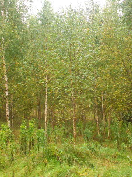 Сергей Кирин