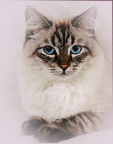 Кошка Ветер