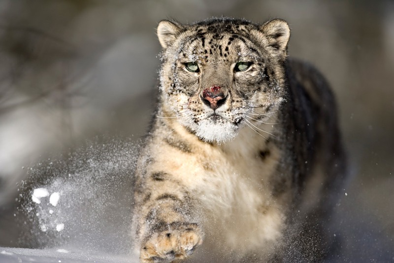 Светлана Птицина