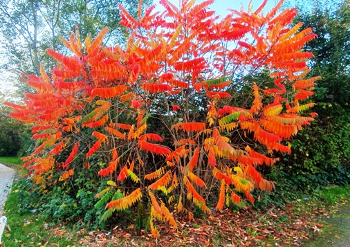 Любовь Шифнер1