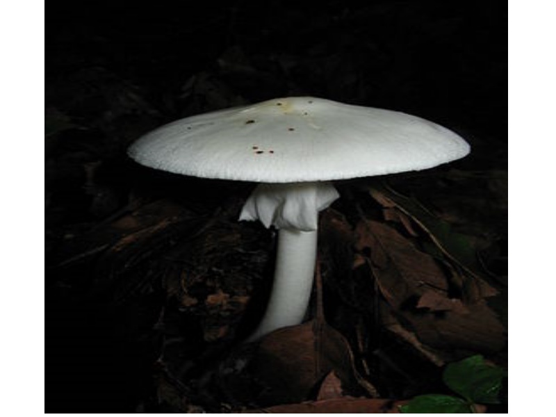 Весенняя Поганка