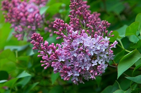 Валери Жаклин