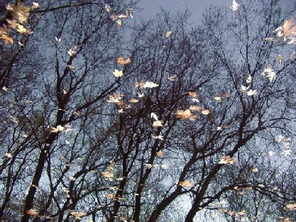 Александрина Ван Шаффе