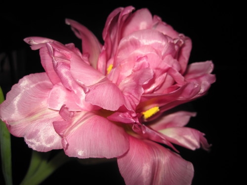 Надежда Верас