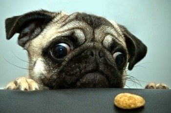 Виктор Ерник