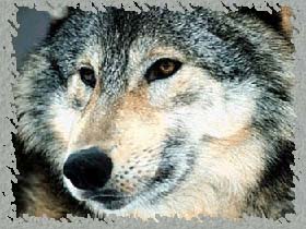 Вячеслав Качаев