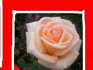 Новелла Лимонова