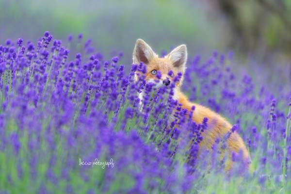 Юлия Вереск