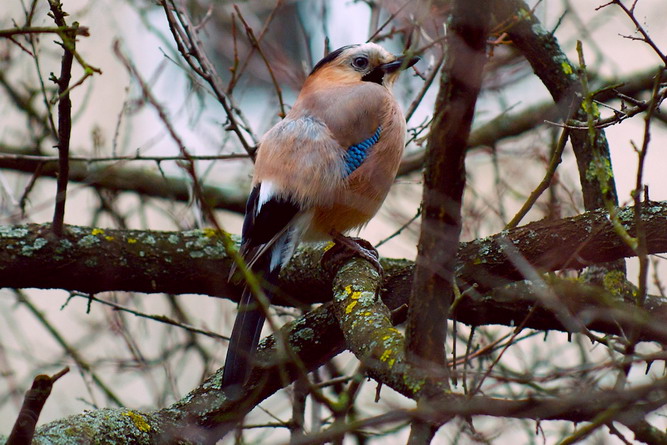 Сойка открывает весну (Геннадий Никишин) / Проза.ру